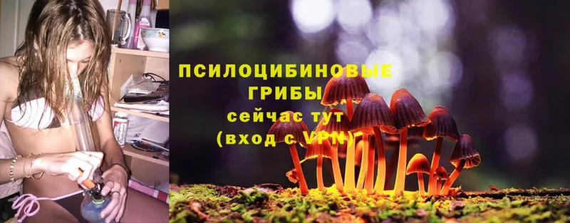 Псилоцибиновые грибы Psilocybe  shop телеграм  Саров  купить наркотик 